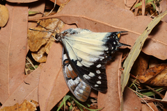 Charaxes sempronius