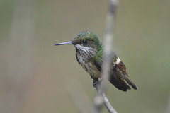 Lophornis chalybeus