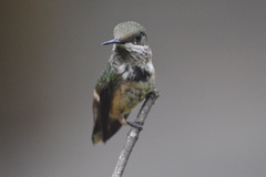 Lophornis chalybeus