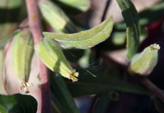 Oenothera clelandii