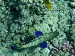 Cephalopholis argus