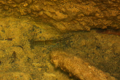 Cherax quadricarinatus