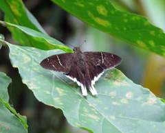 Murgaria albimargo