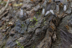 Lasius pallitarsis