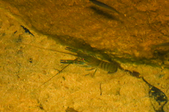 Cherax quadricarinatus