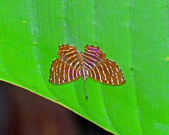Hyphilaria thasus