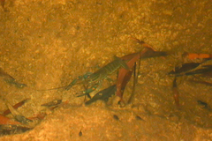 Cherax quadricarinatus
