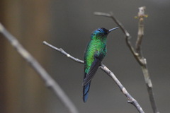 Thalurania glaucopis