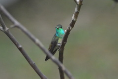 Chrysuronia versicolor