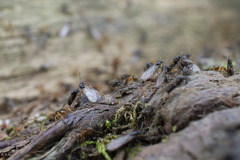 Lasius pallitarsis
