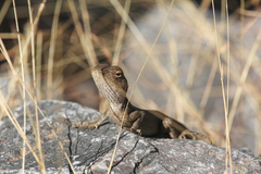 Diporiphora