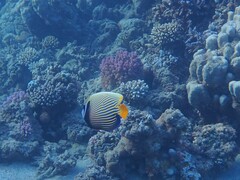 Pomacanthus imperator