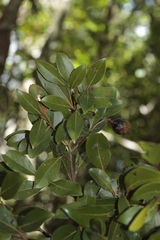 Cryptocarya adpressa