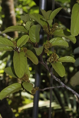 Cryptocarya barrabeae
