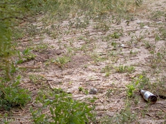 Ictidomys parvidens