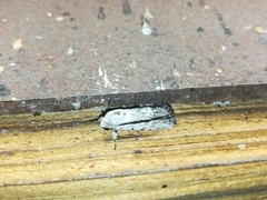 Catabenoides