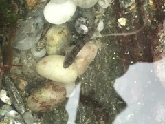 Coryphoblennius galerita