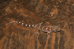 Cyrtodactylus mcdonaldi