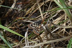 Euphydryas