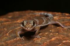 Cyrtodactylus mcdonaldi
