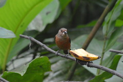 Ramphocelus bresilius
