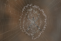 Argiope mascordi
