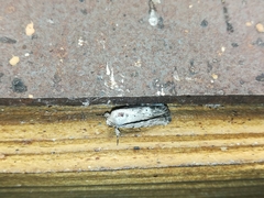Catabenoides