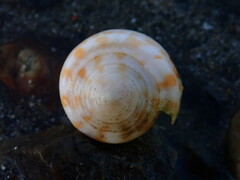 Conus tessulatus