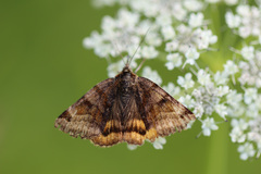 Euclidia glyphica