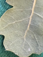 Quercus berberidifolia × lobata