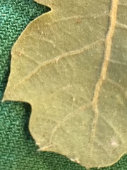 Quercus berberidifolia × lobata