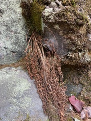 Cystopteris fragilis