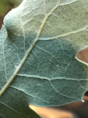 Quercus berberidifolia × lobata