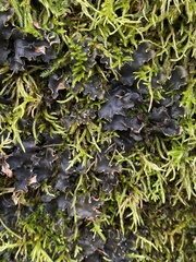 Peltigera elisabethae
