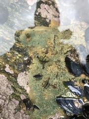 Halichondria panicea