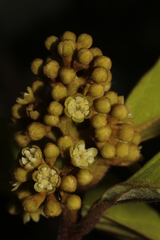 Cryptocarya barrabeae