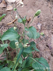 Viola canina