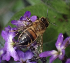 Apis mellifera