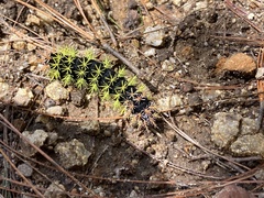 Leucanella