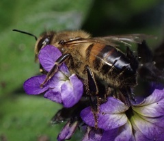 Apis mellifera