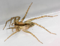 Pardosa littoralis