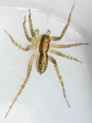 Pardosa littoralis
