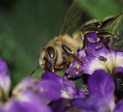 Apis mellifera