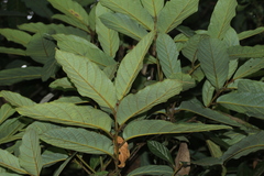Cryptocarya barrabeae