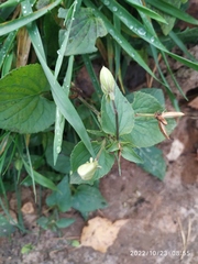 Viola canina