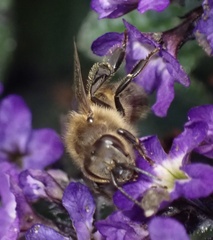 Apis mellifera
