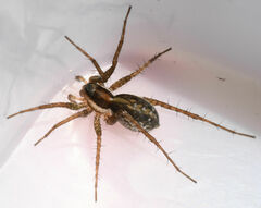 Pardosa littoralis