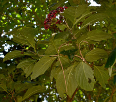 Clerodendrum longiflorum glabrum