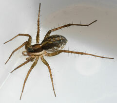 Pardosa littoralis