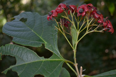 Clerodendrum longiflorum glabrum